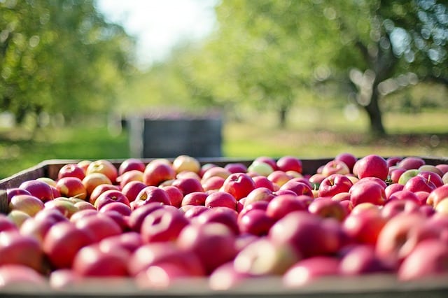 Commercial Refrigerations for Apples in Dunedin - McClelland