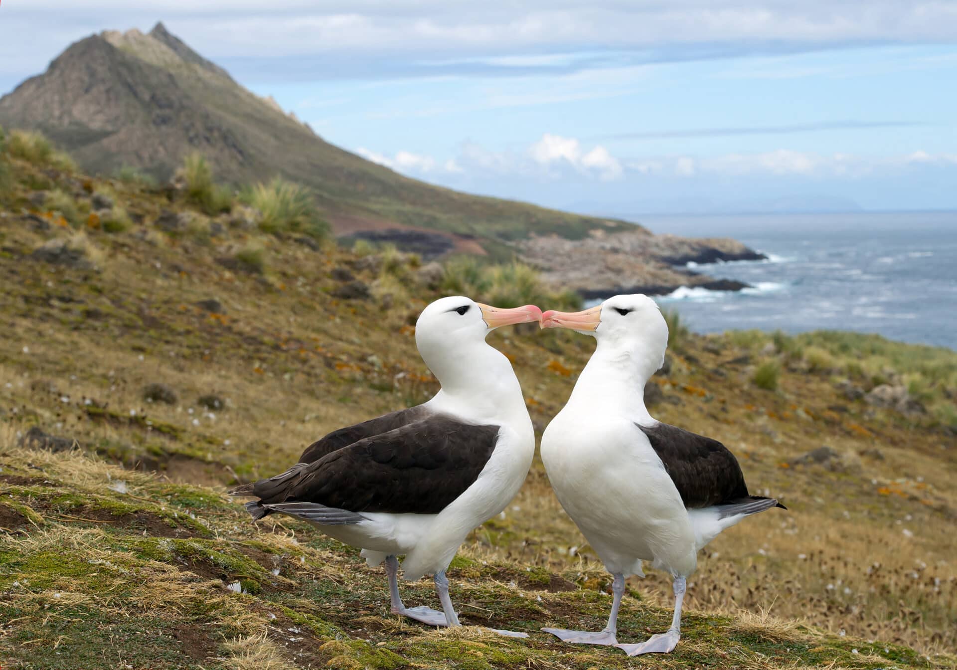 Albatross a Dunedin Attraction